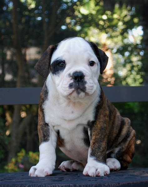 hermes olde bulldogges|old english bulldog puppy pictures.